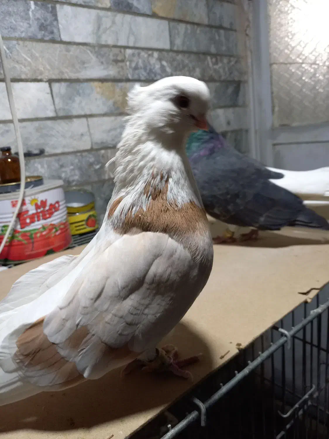 جفت کبوتر شازده زرد وسیاه عتیقه|پرنده|همدان, |دیوار