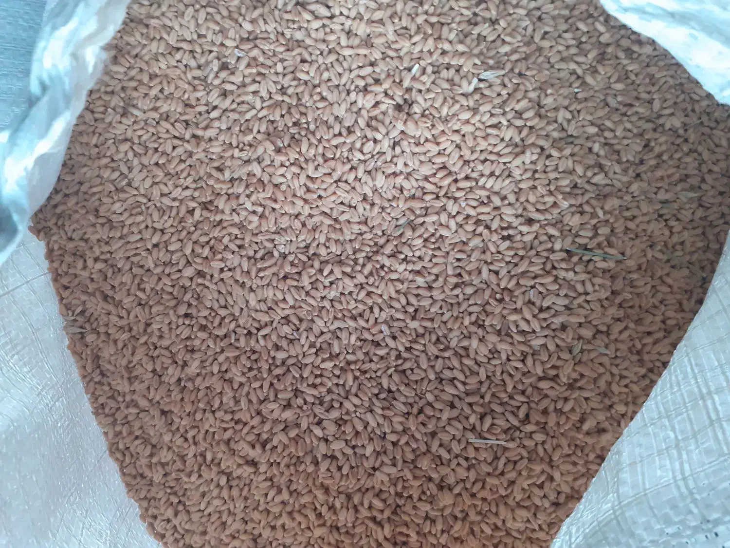 گندم کوهدشت|خدمات باغبانی و درختکاری|بجنورد, |دیوار