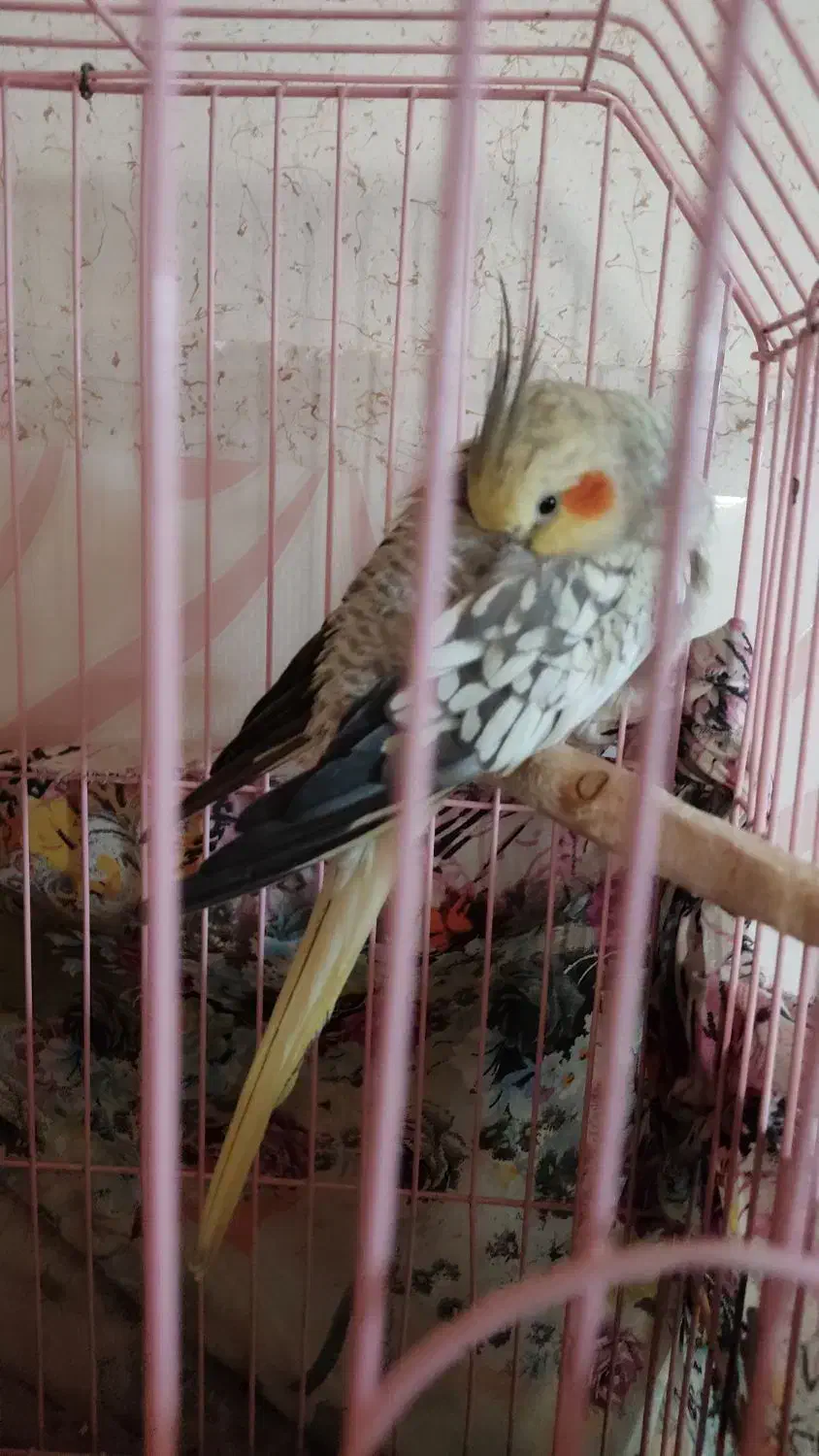 عروس هلندی|پرنده|قزوین, |دیوار