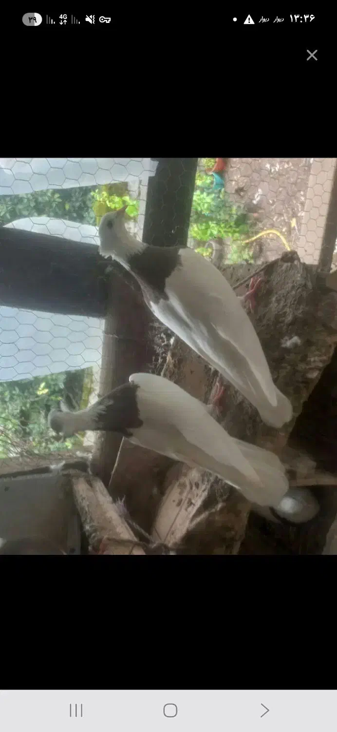 کبوتر ماده|پرنده|چابکسر, |دیوار