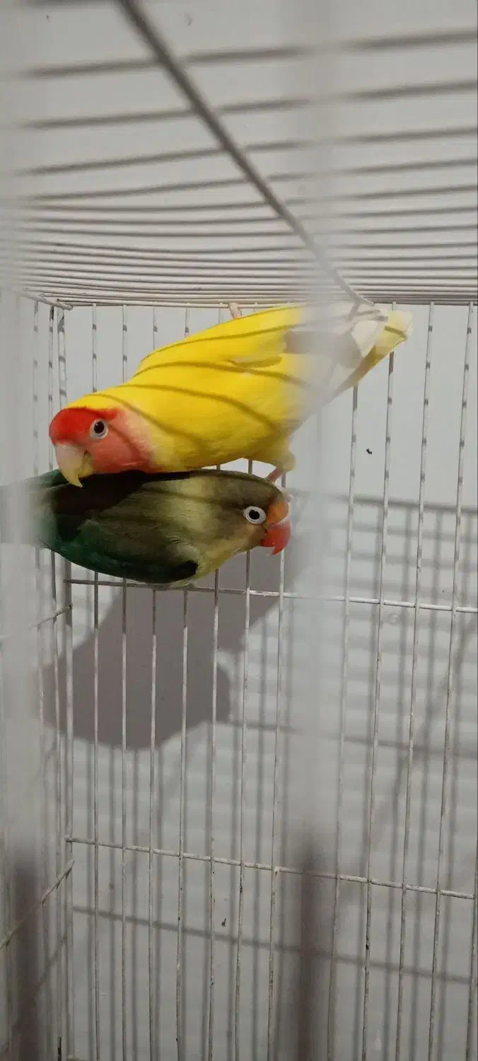 کوتوله برزیلی|پرنده|گلبهار, شهر جدید گلبهار|دیوار