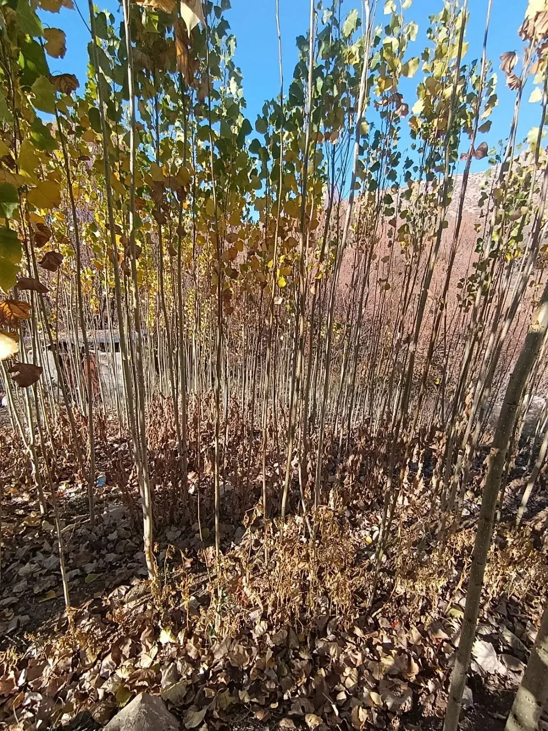 صنوبر نیگرا ترکیه|خدمات باغبانی و درختکاری|خرم‌آباد, |دیوار