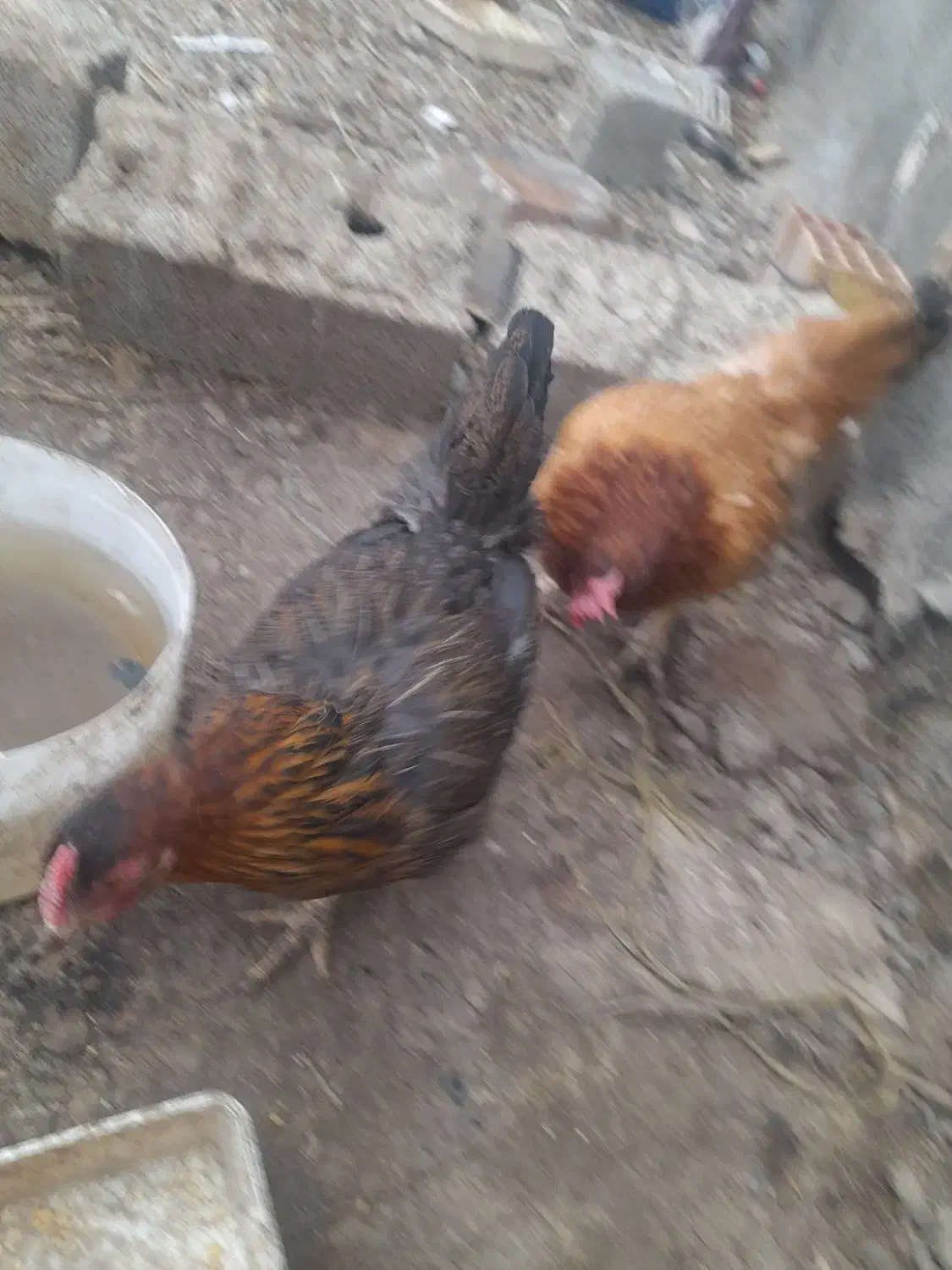 ۳ تا مرغ|حیوانات مزرعه|ماهدشت, |دیوار