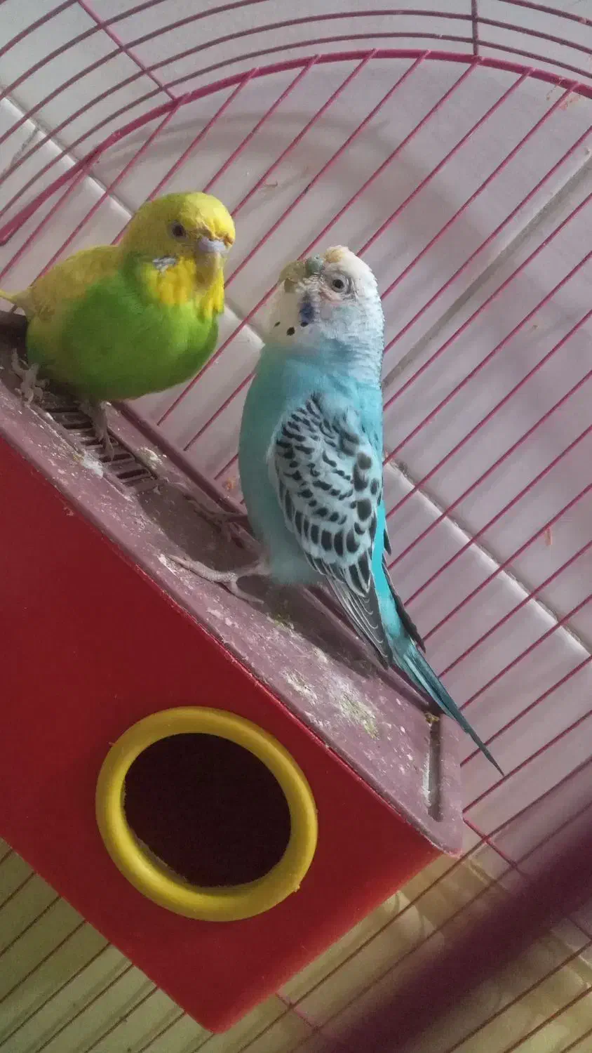 پرنده|پرنده|خرمشهر, |دیوار