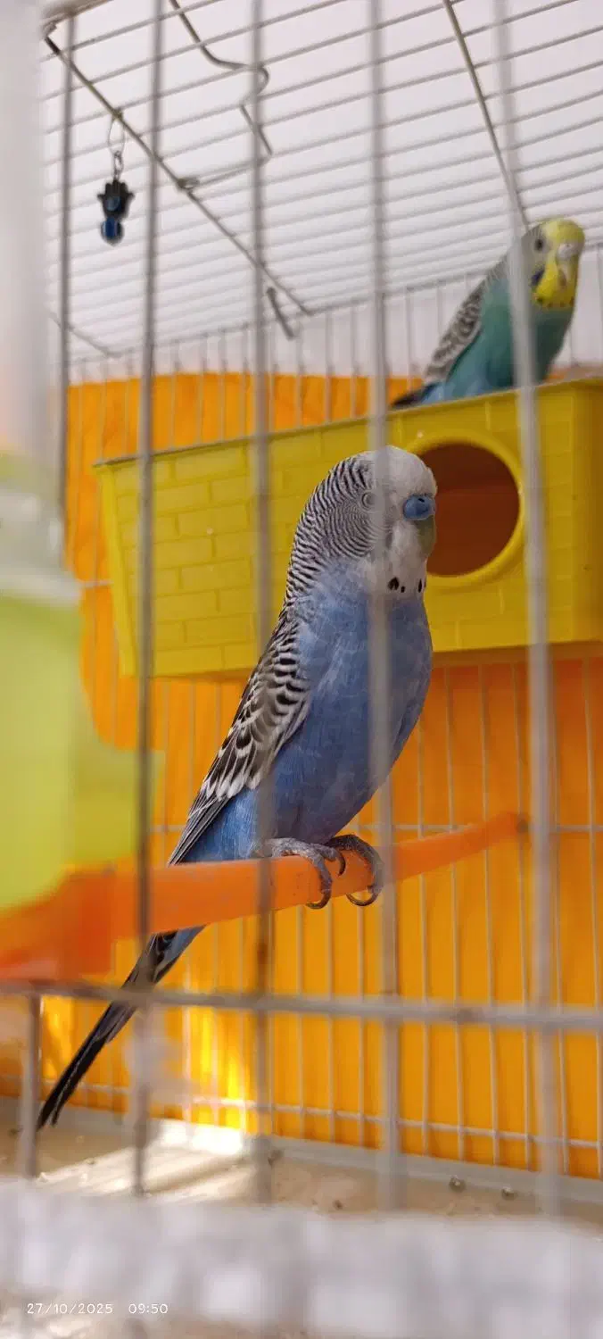 مرغ عشق دستی|پرنده|مشهد, شهید معقول|دیوار