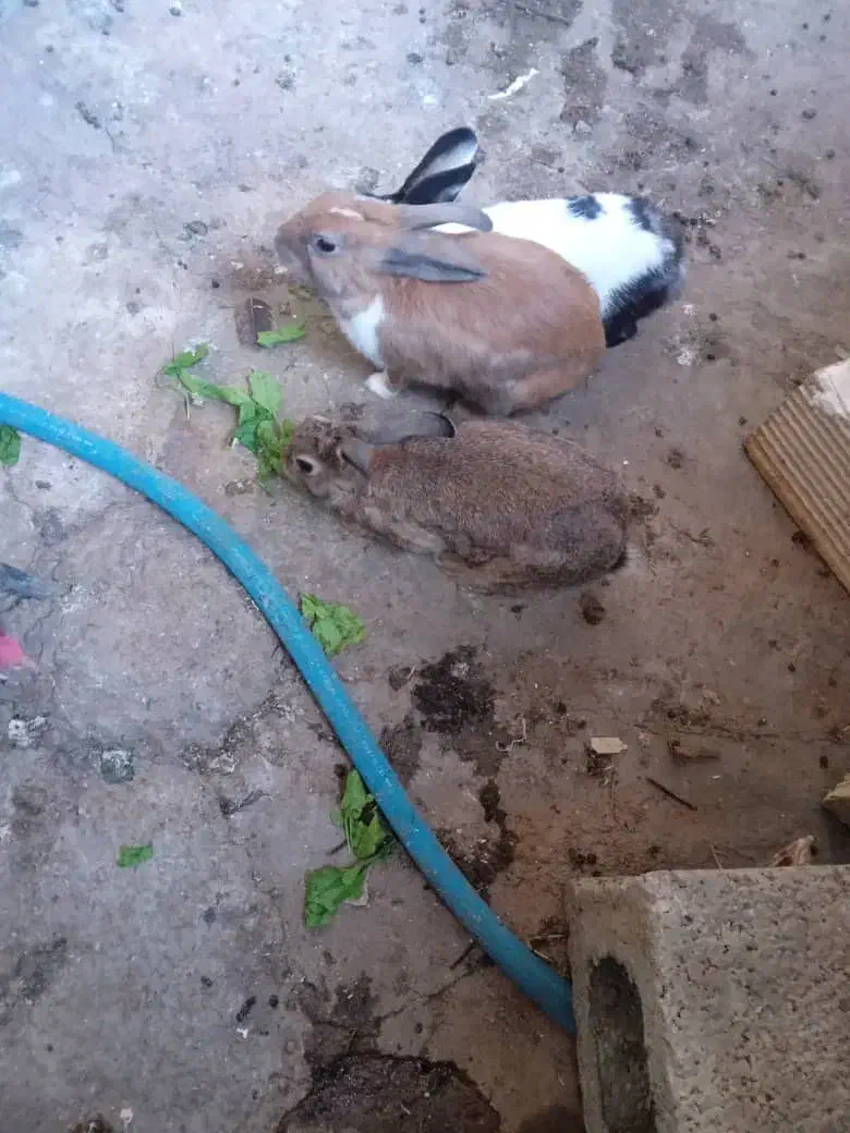 خرگوش|موش و خرگوش|مسجد سلیمان, |دیوار