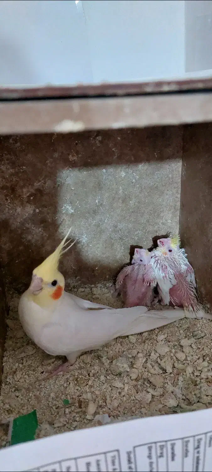 جفت عروس|پرنده|صحنه, |دیوار