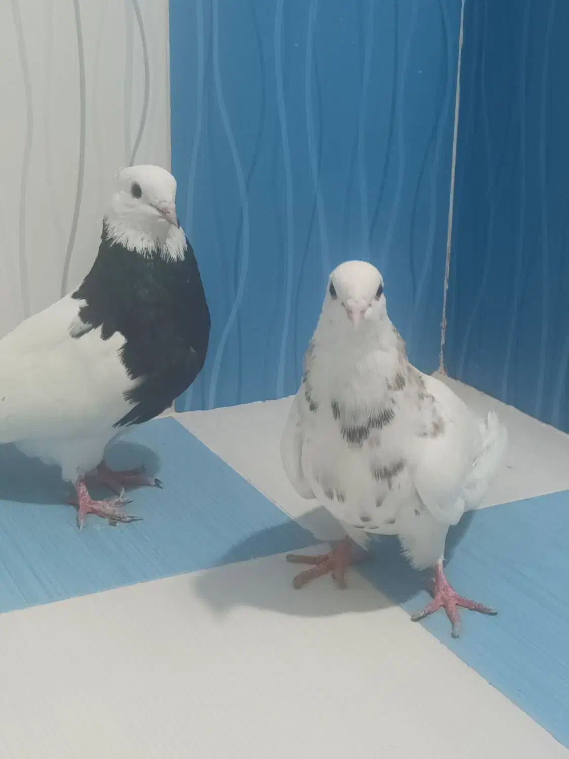 طوقی|پرنده|بهبهان, |دیوار