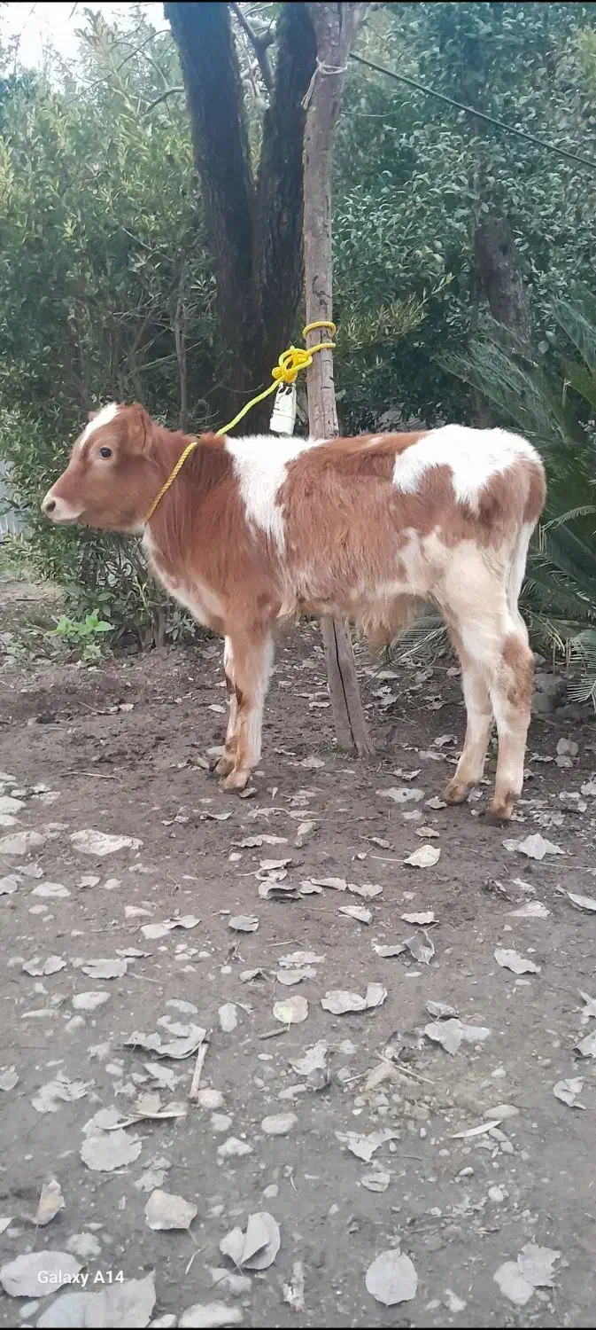 گوساله نر  گاو|حیوانات مزرعه|رشت, نظری|دیوار