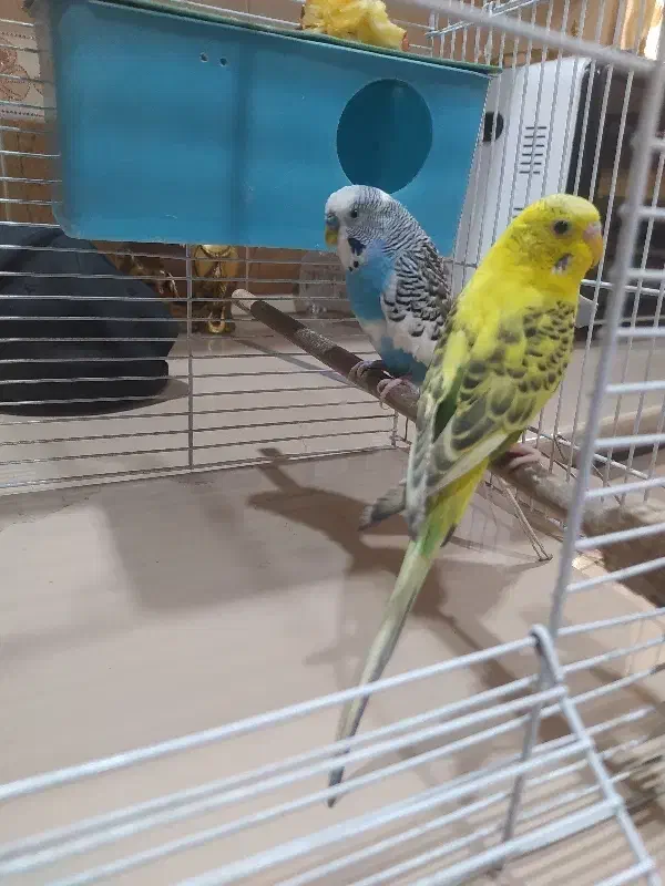 مرغ عشق|پرنده|تهران, یافت‌آباد|دیوار