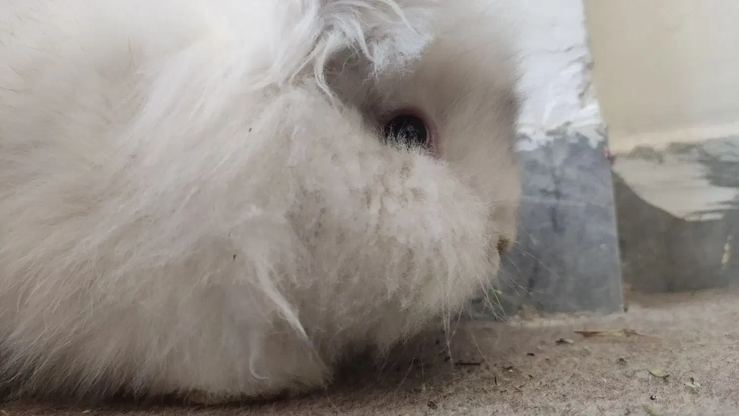 خرگوش لپو|موش و خرگوش|کرمانشاه, |دیوار