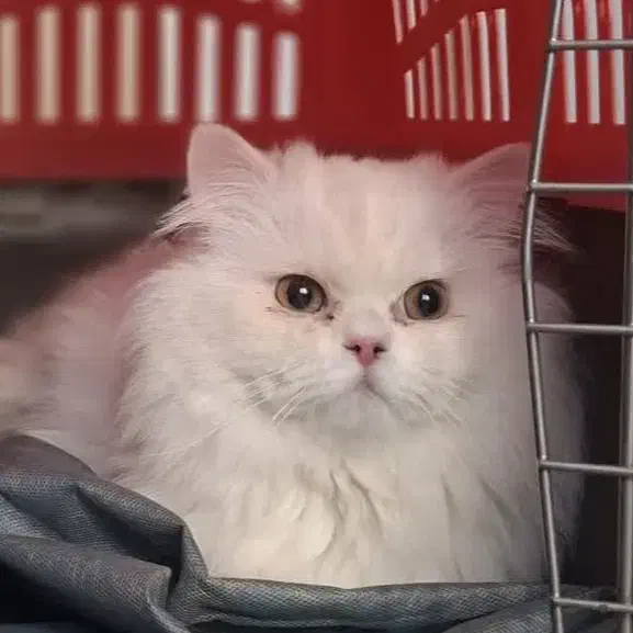 گربه پرشین|گربه|قم, هفت تیر|دیوار