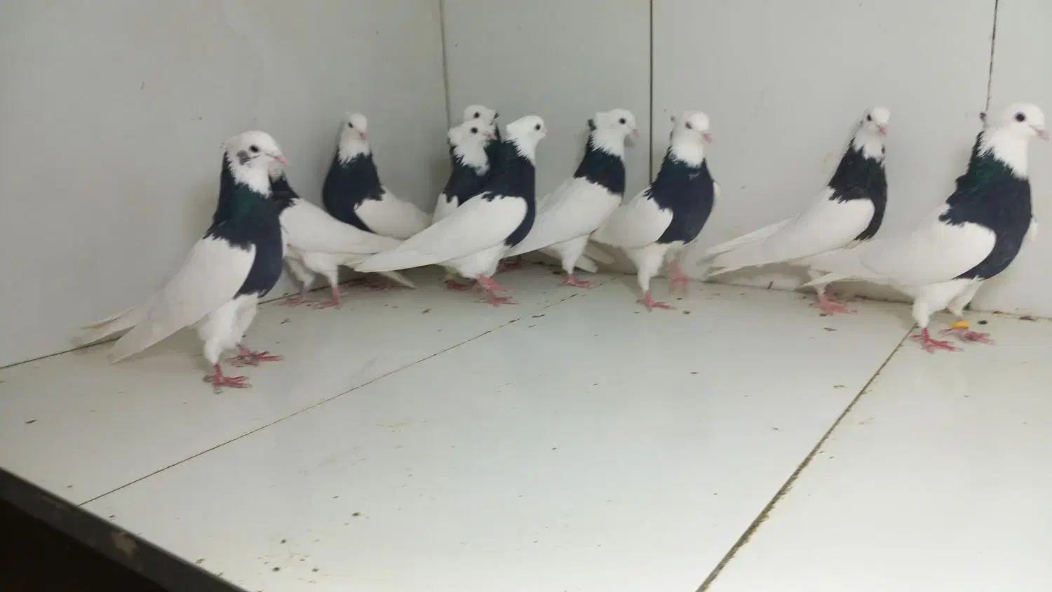 طوقی سیاه|پرنده|مشهد, عامل|دیوار