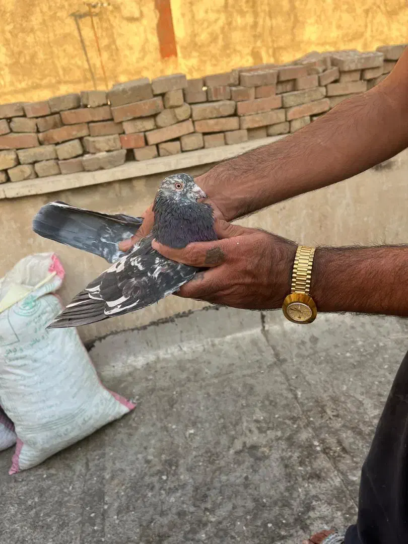 کبوتر|پرنده|ری, علایین|دیوار