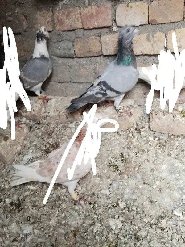 هفرنگ کبود پرشی زنگ|پرنده|دشتابی, |دیوار