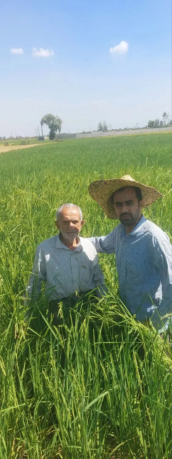 طارم هاشمی کشت اول صفر بوجار|خوردنی و آشامیدنی|زرگرشهر, |دیوار