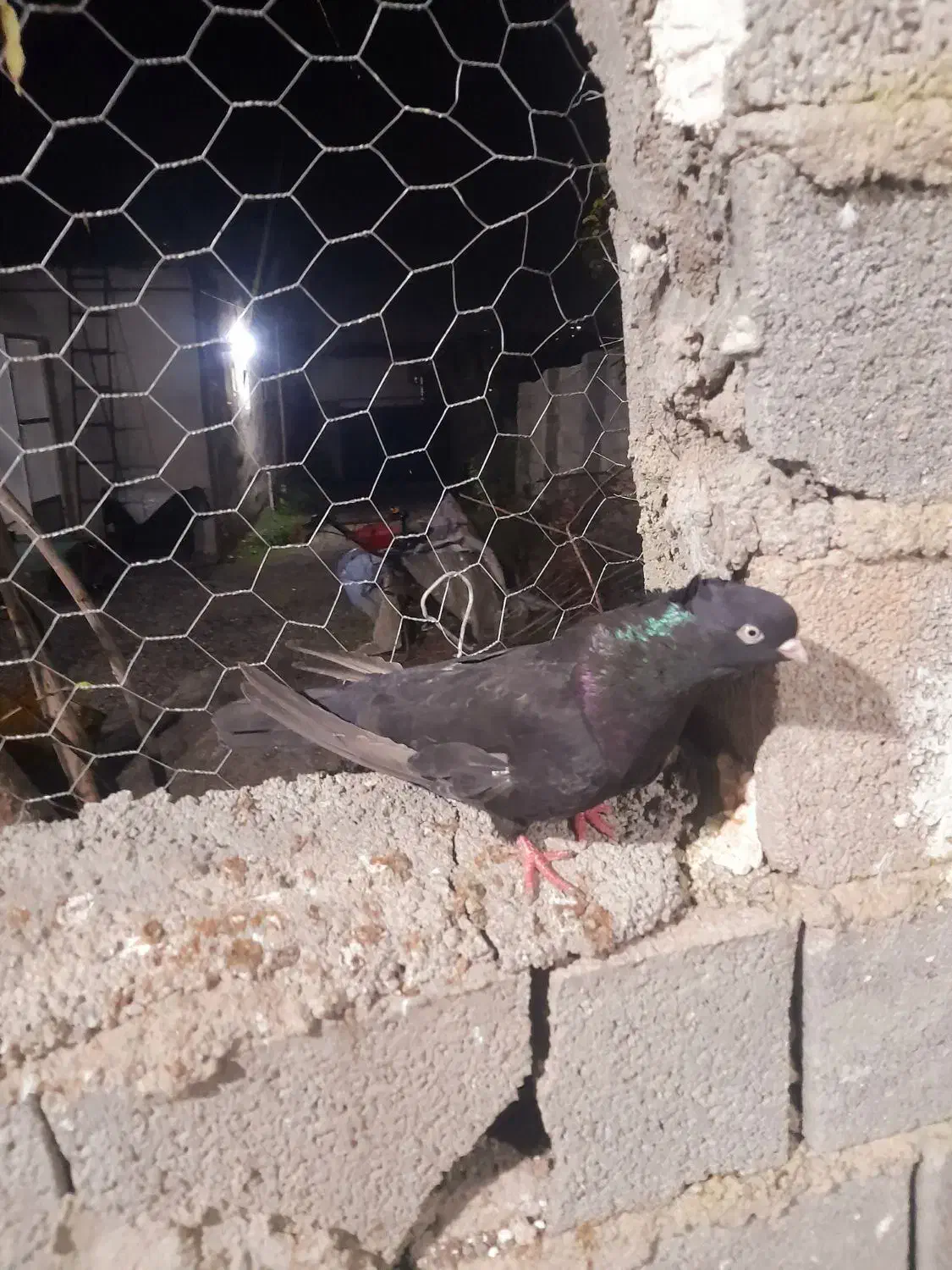 زاغ ماده چشمو نوک سفید بی نظیر|پرنده|قائم‌شهر, |دیوار