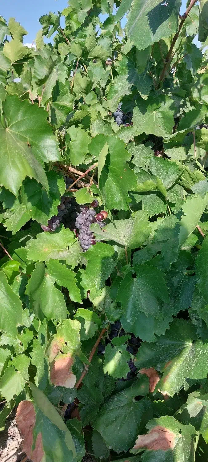 فروش باغ انگور ۱۳۰۰ متر|فروش زمین و ملک کلنگی|خنداب, |دیوار