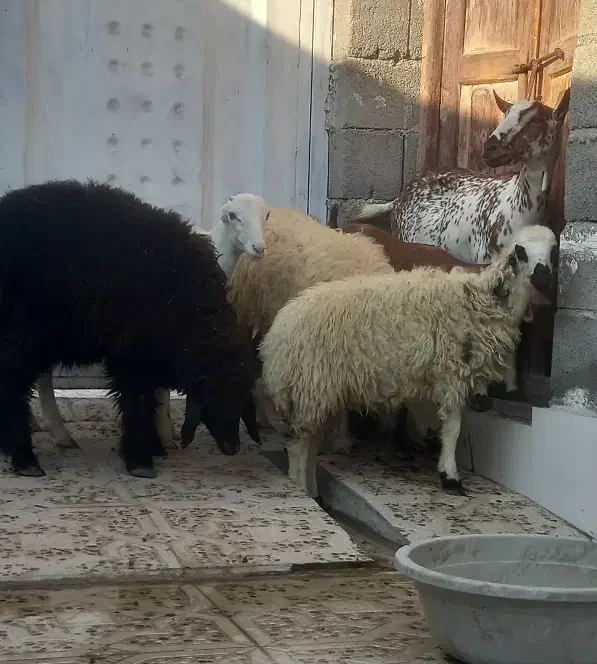 بره قوچ نره بز نقشی بز شیر مخصوص درخونه|حیوانات مزرعه|بندرعباس, |دیوار