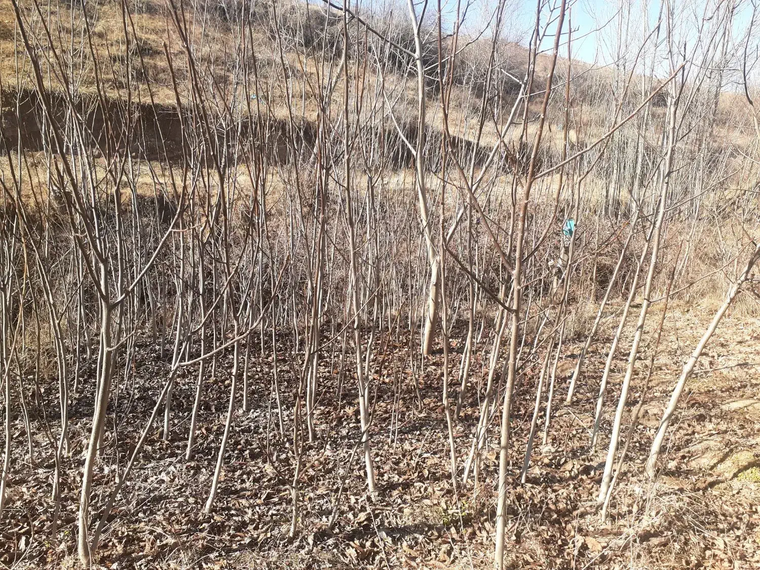 نهال گردو|خدمات باغبانی و درختکاری|مشگین شهر, |دیوار