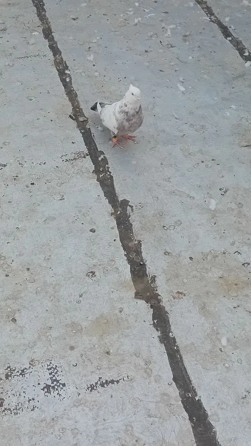 کبوتر|پرنده|تاکستان, |دیوار