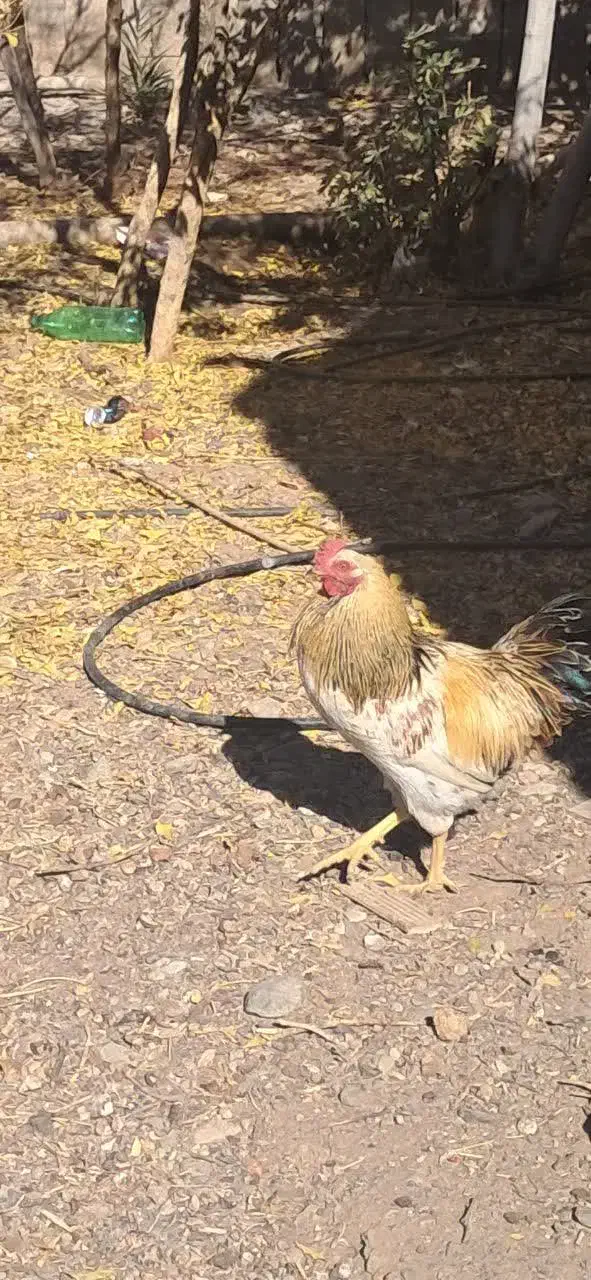 خروس|حیوانات مزرعه|فردوس (خراسان), |دیوار