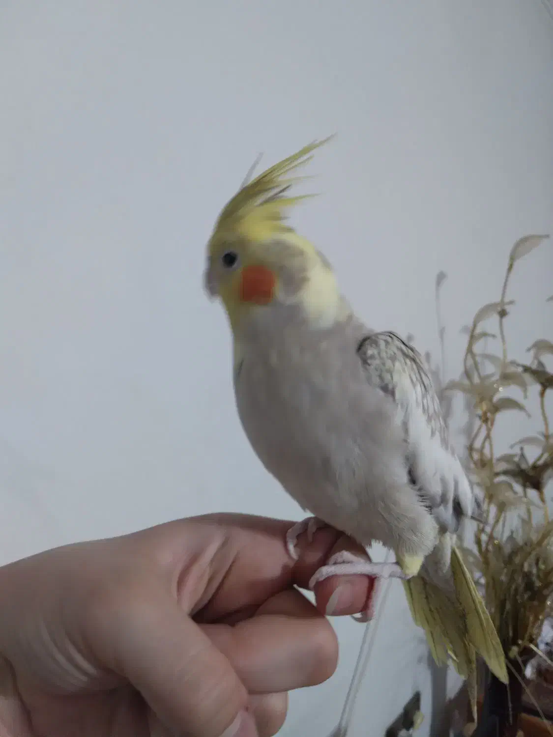 عروس هلندی ماده مرواریدی|پرنده|رشت, پیرسرا|دیوار