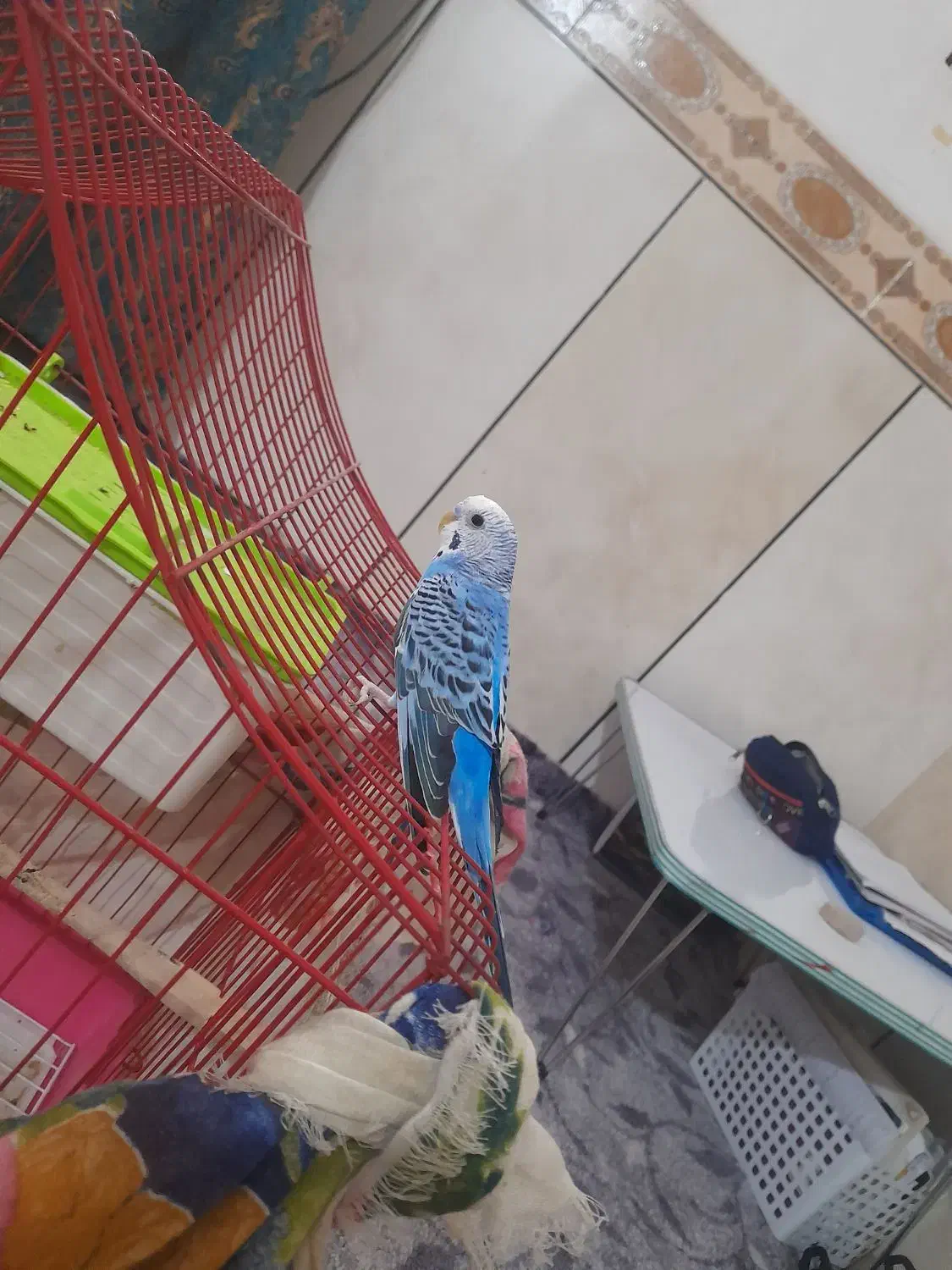 مرغ عشق|پرنده|بندر ماهشهر, |دیوار