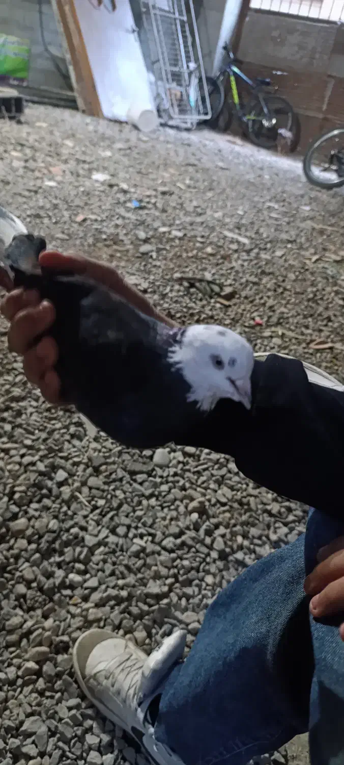 کبوتر|پرنده|ساری, |دیوار