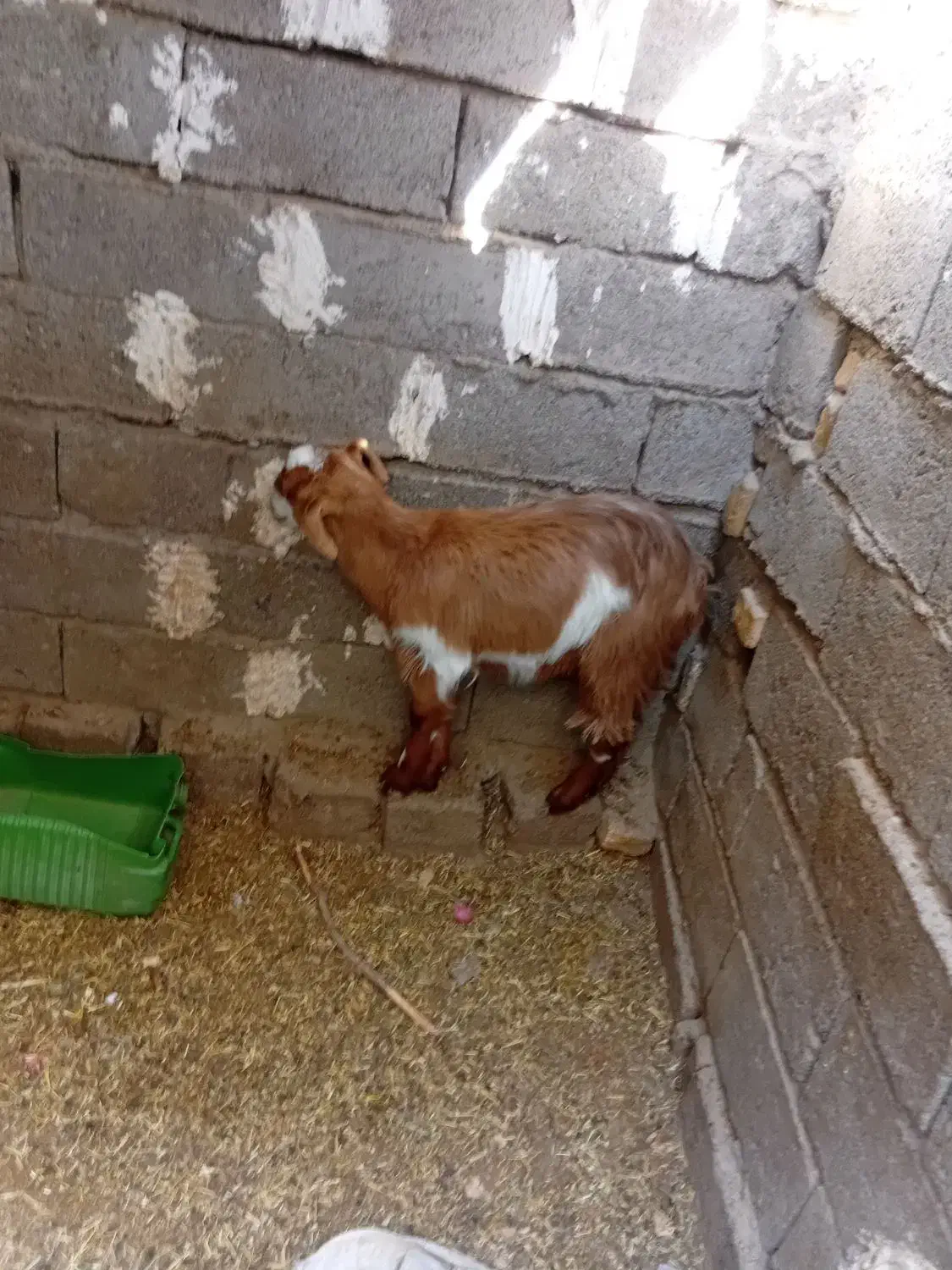 کره|حیوانات مزرعه|تیمور آباد, |دیوار