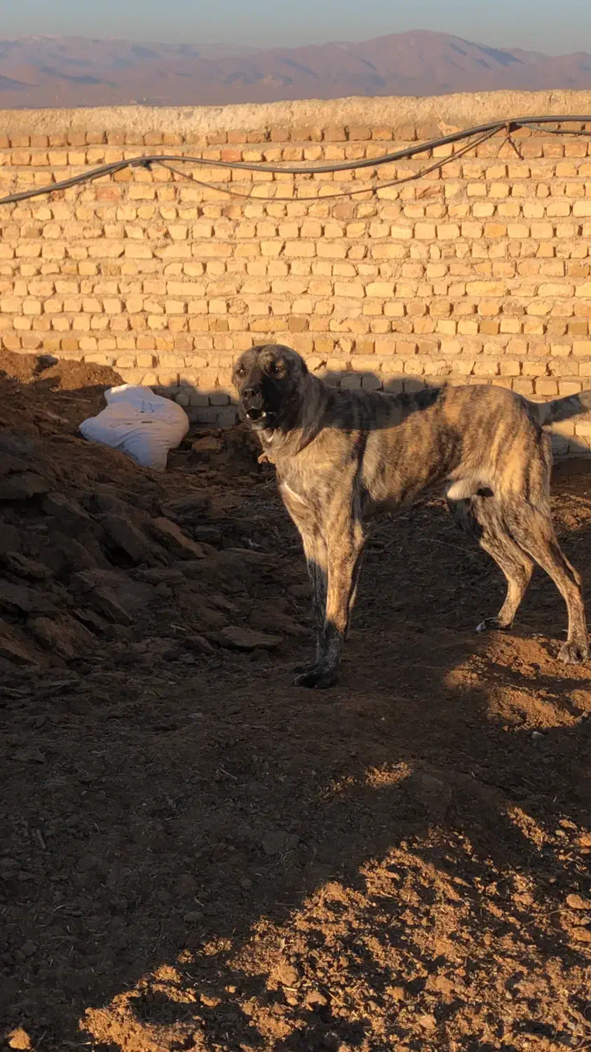 سگ دو رگ افغان و سراب|سگ|شیروان (خراسان), |دیوار