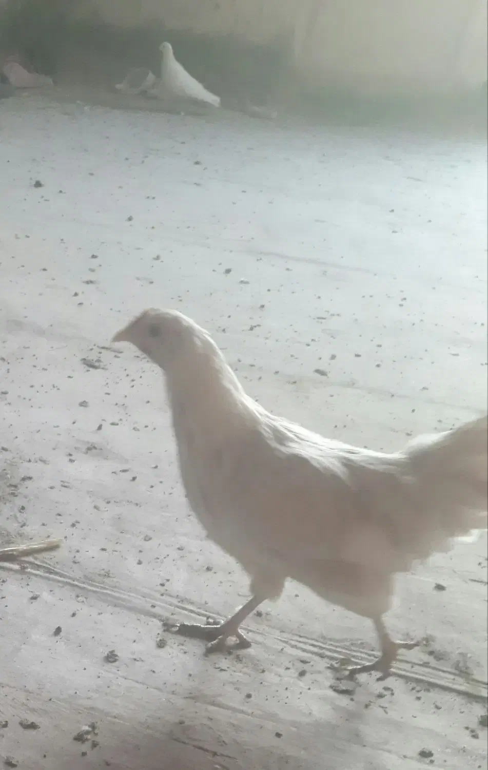 مرغ وخروس فونیکس|حیوانات مزرعه|قم, شهدا|دیوار