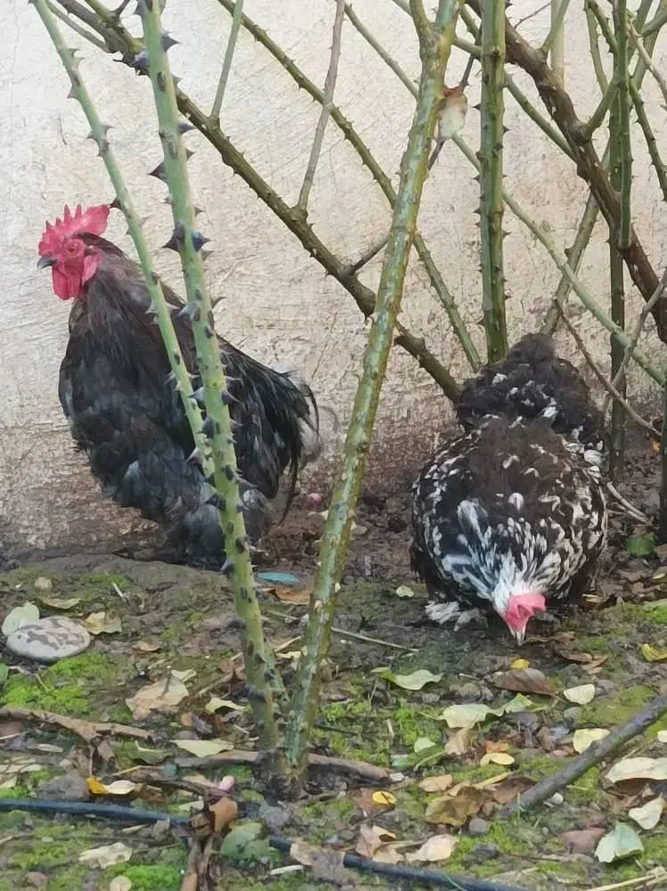 مرغ و خروس کوشین|حیوانات مزرعه|خشکبیجار, |دیوار