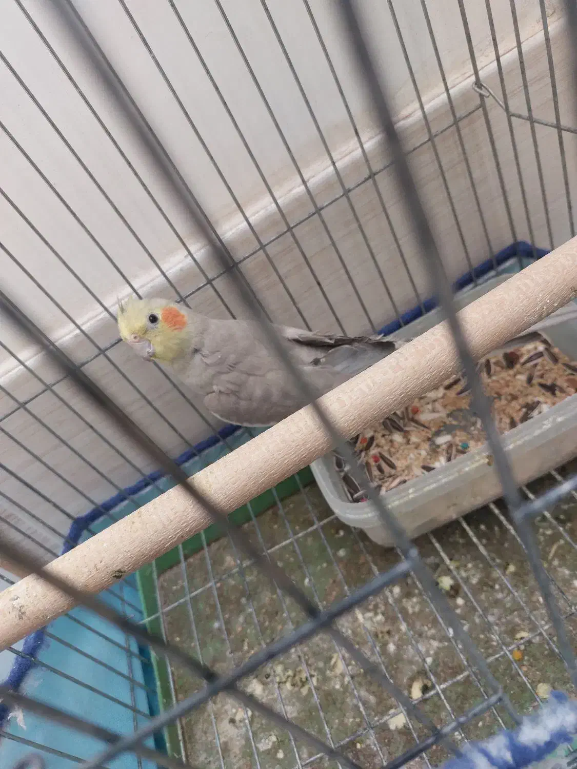 حراج عروس هلندی ماده|پرنده|شیراز, پودنک|دیوار