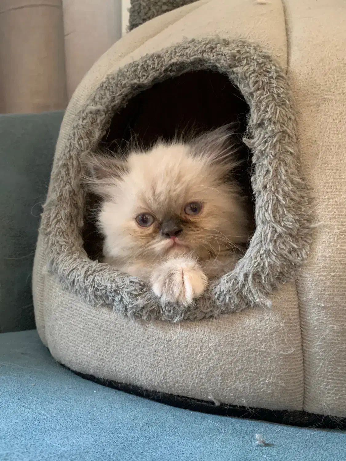 واگذاری بچه گربه پرشین|گربه|کیش, |دیوار