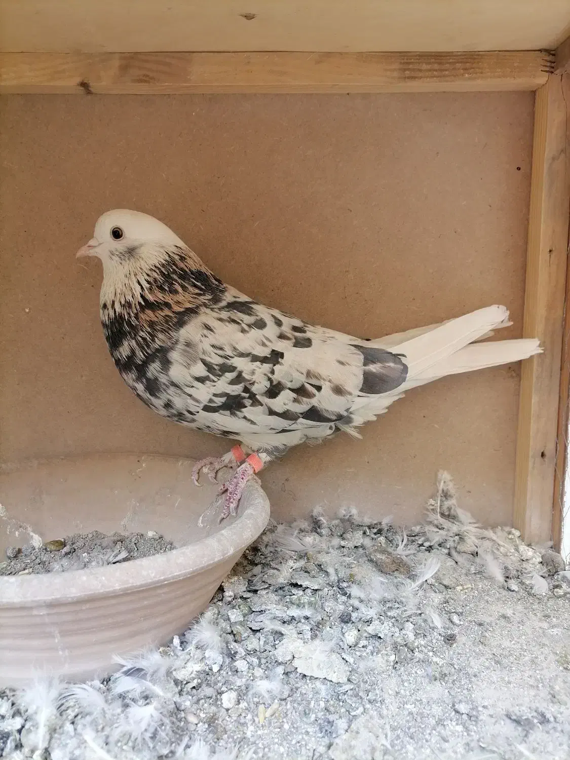 کفتر شازده سرور|پرنده|پاکدشت, خاتون آباد|دیوار