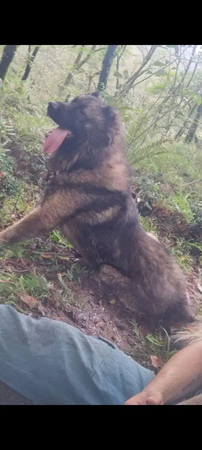 واگذاری سرابی ذات قدیم|سگ|رشت, یخسازی|دیوار