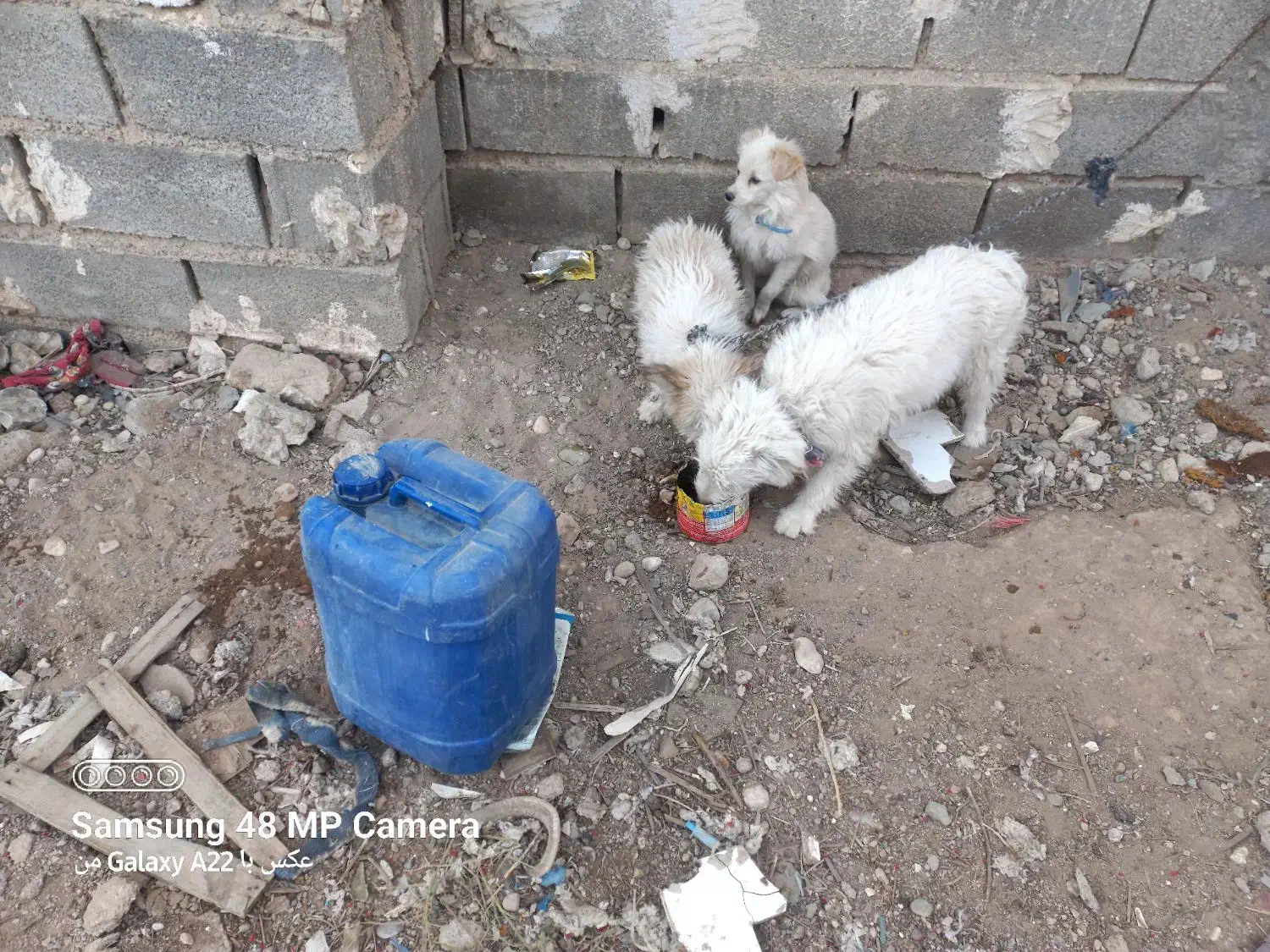 سگ پاکوتاه|سگ|فسا, |دیوار