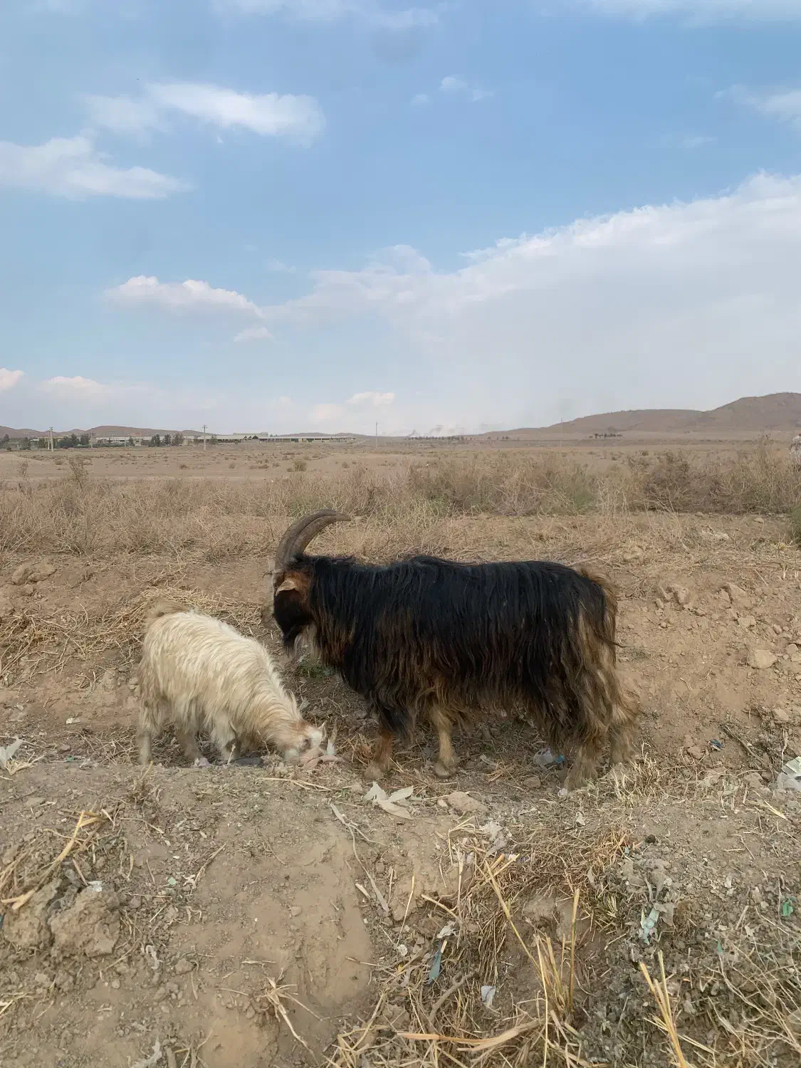 نربز برره  میش بز ۱۵ تومن|حیوانات مزرعه|کهریزک, |دیوار