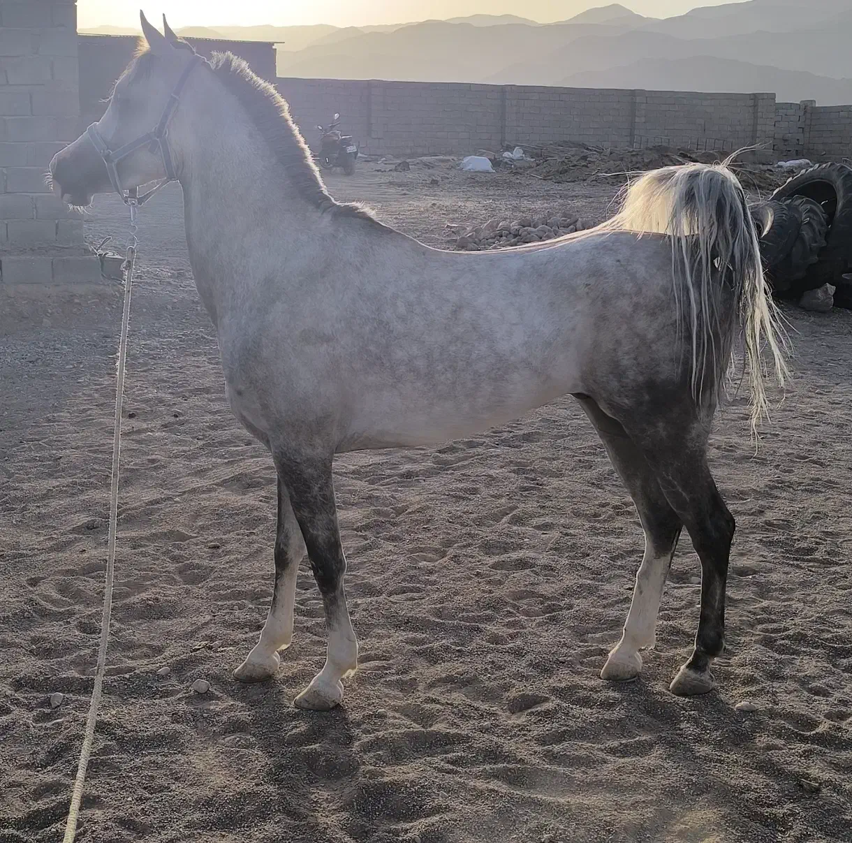 اسب عرب|اسب و تجهیزات اسب‌سواری|چترود, |دیوار