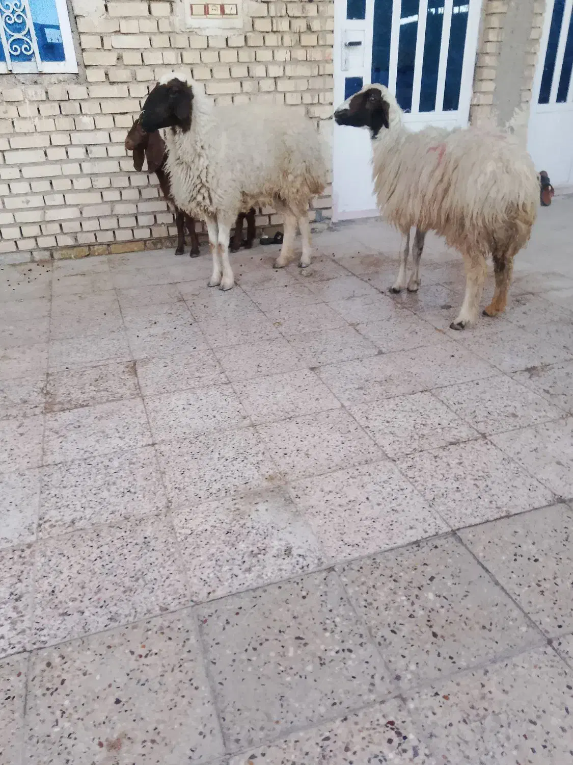 گوسفند بره|حیوانات مزرعه|اهواز, سیاحی(سه راه خرمشهر)|دیوار