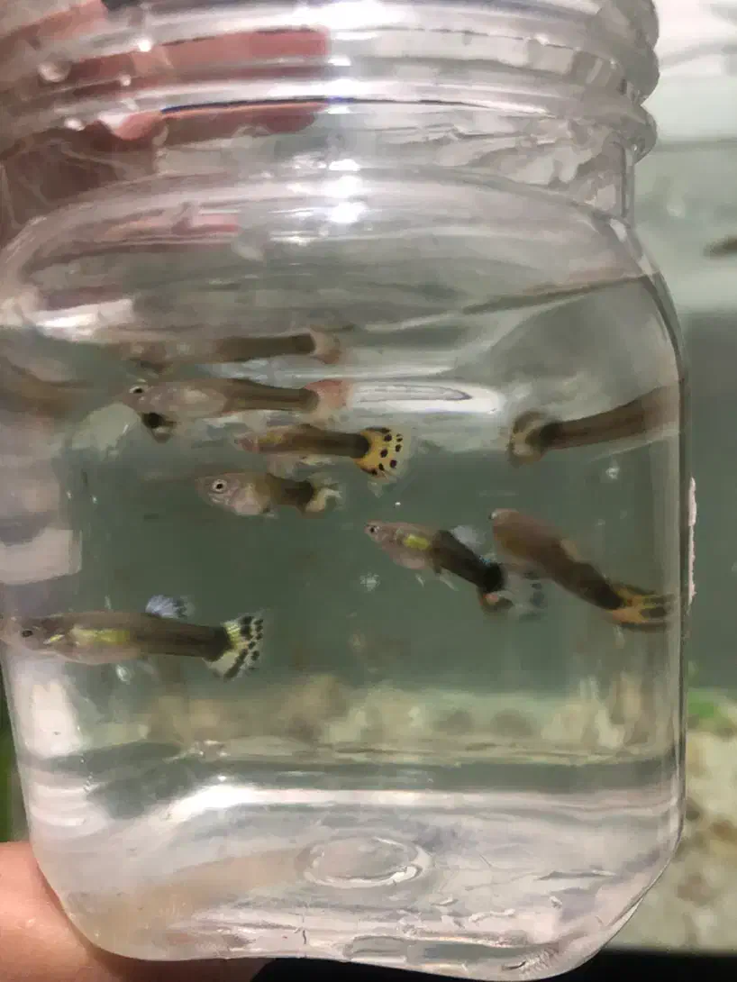 ماهی گوپی نر|ماهی|بجنورد, |دیوار