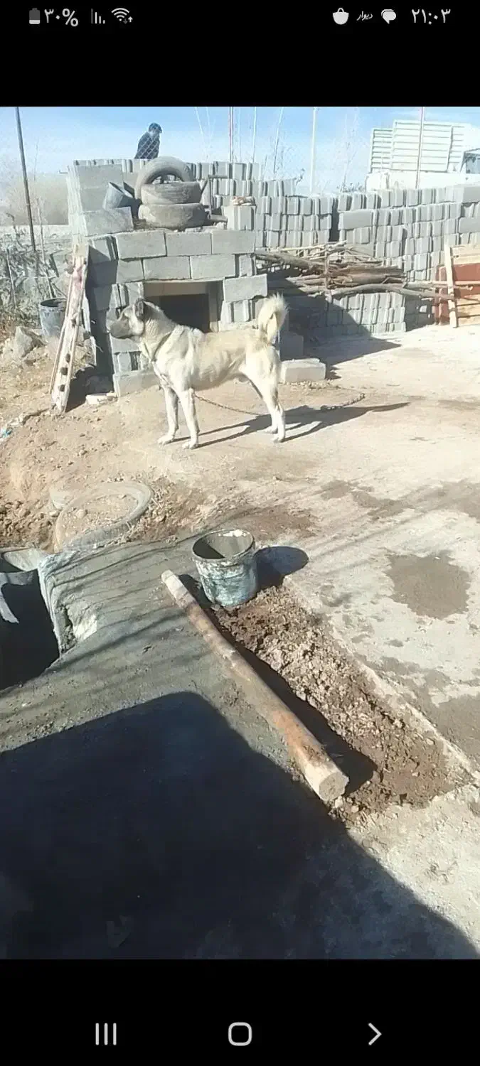 سگ‌سرابی|سگ|سراب, |دیوار