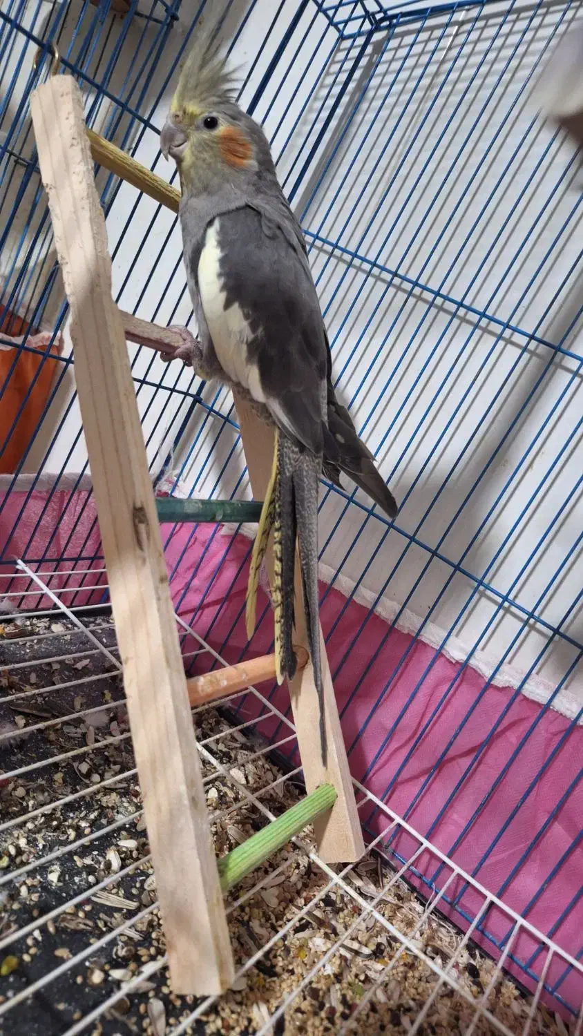 حیوانات خانگی عروس هلندی|پرنده|پایین هولار, |دیوار