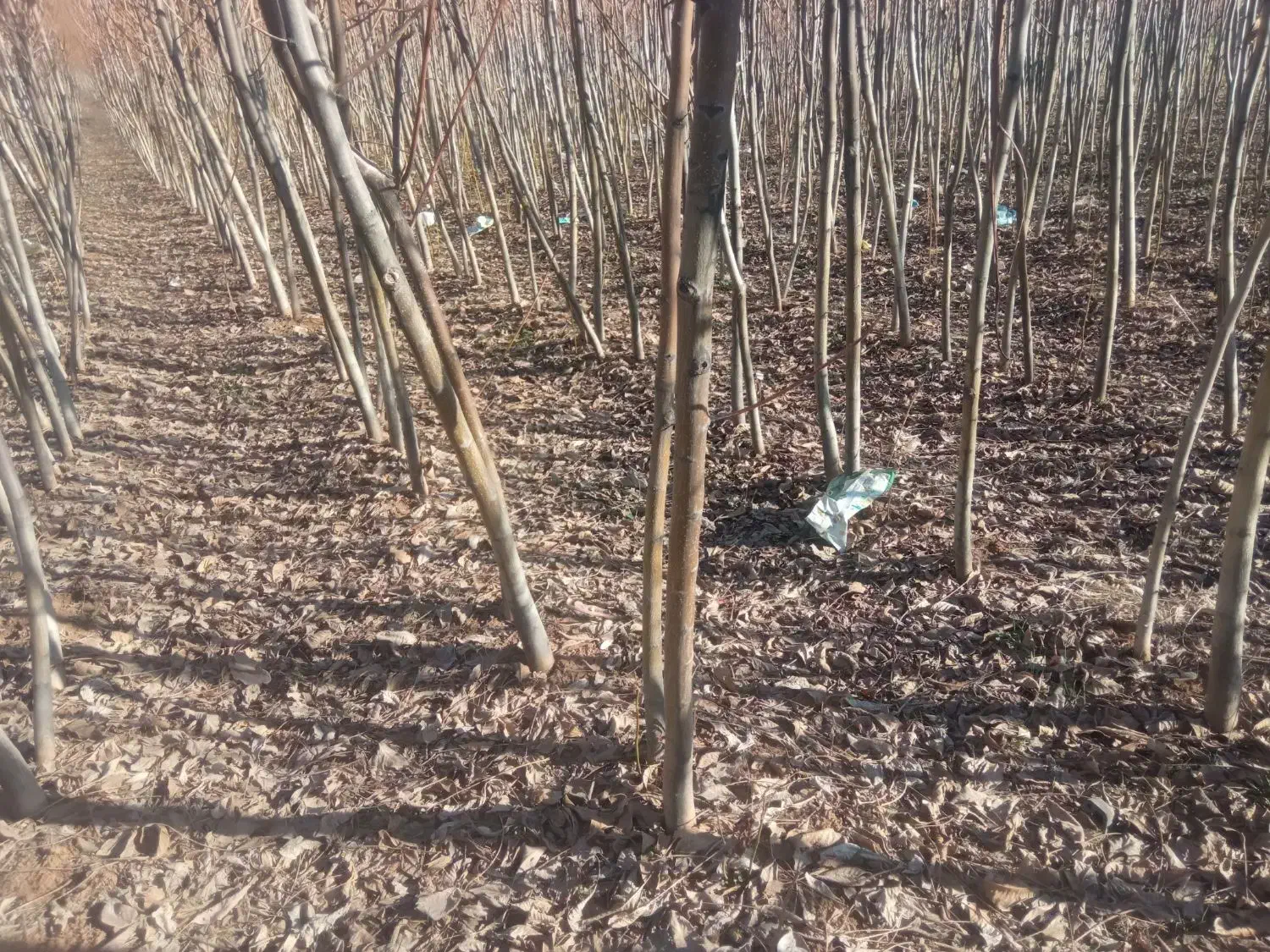 گل رز...|گل مصنوعی|کرمانشاه, |دیوار