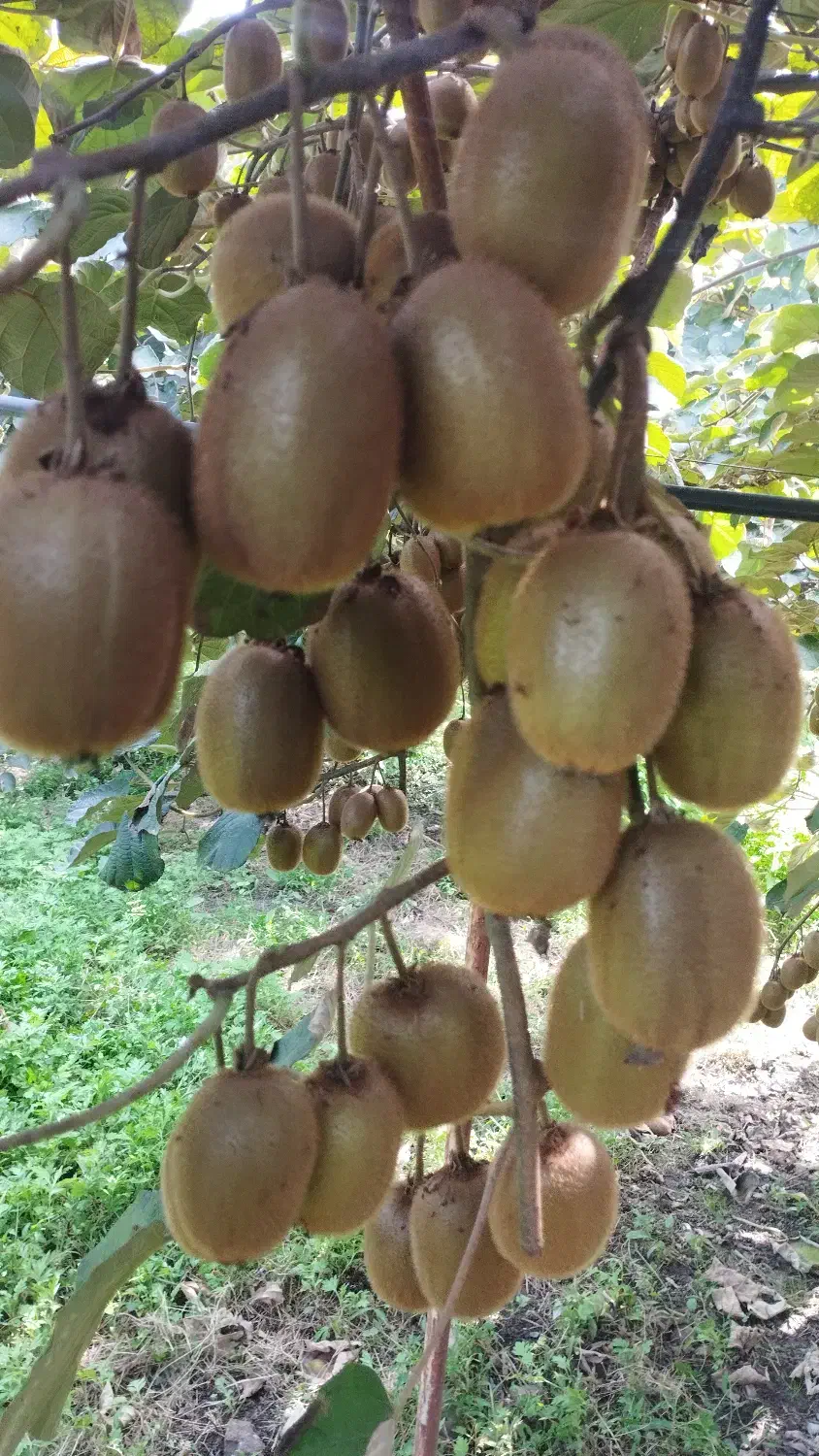 چیدن کیوی|استخدام خدمات فروشگاه و رستوران|تالش, هشتپر|دیوار