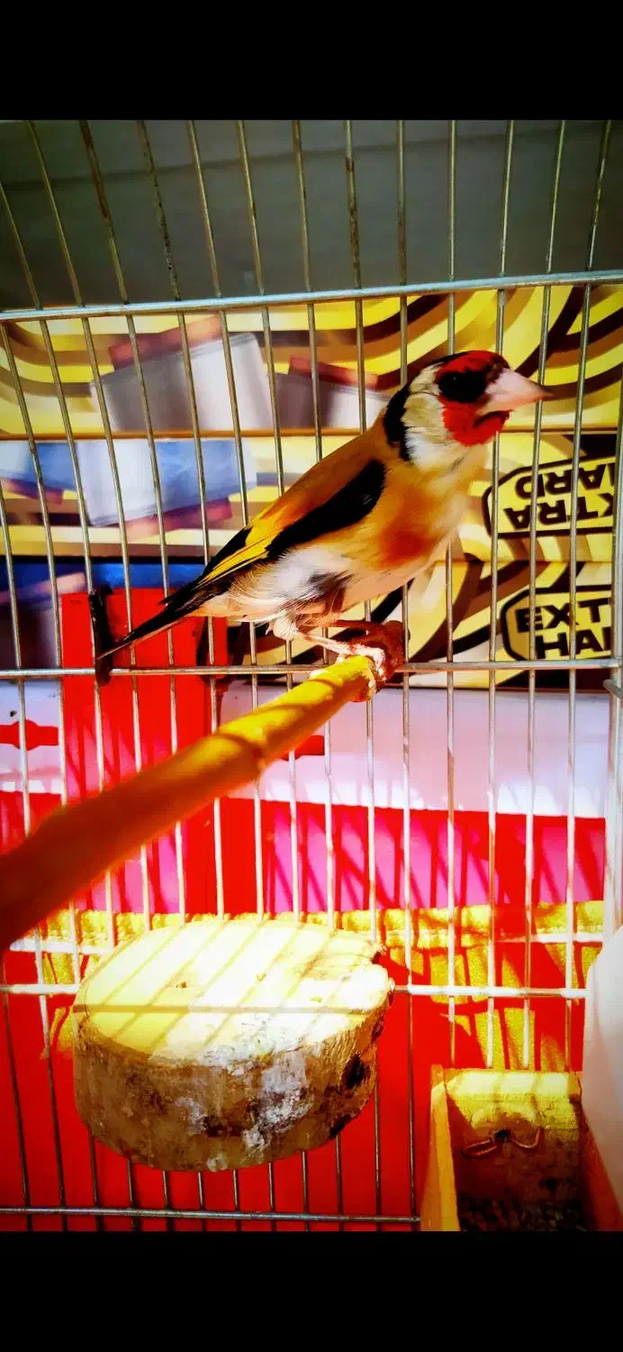 سهره|پرنده|جوکار, |دیوار