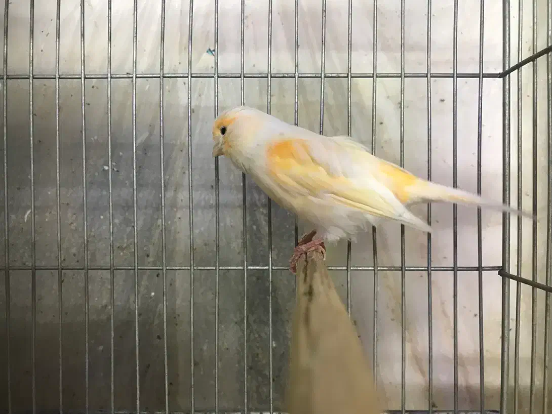 ماده قناری جفت خور سهره|پرنده|اصفهان, ملکشهر|دیوار