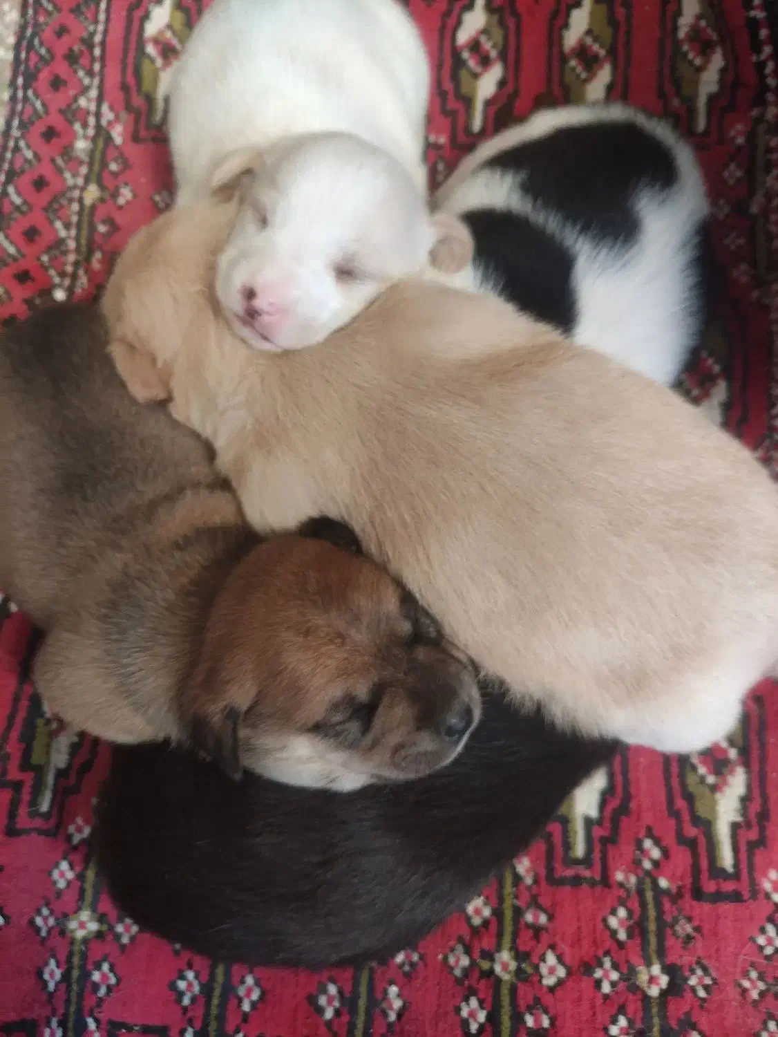 توله پاکوتاه|سگ|سبزوار, شرق کال شمالی|دیوار