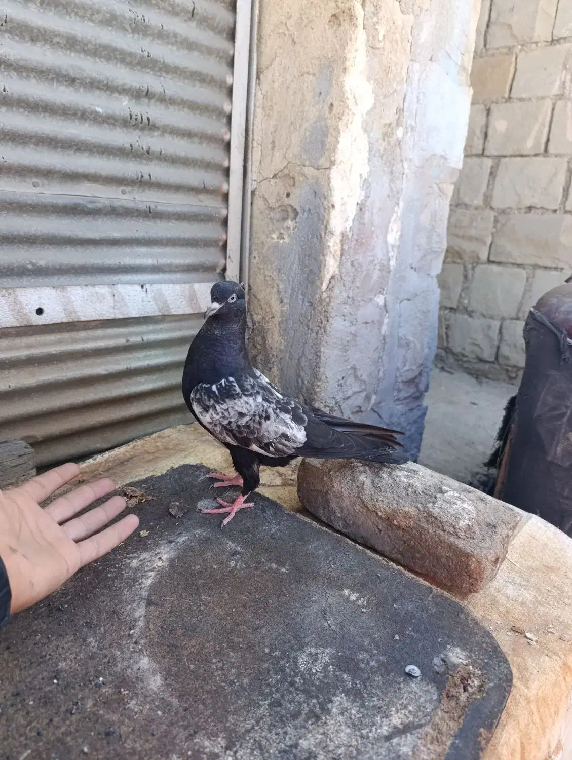 سینه سیاه|پرنده|مسجد سلیمان, |دیوار